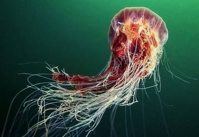 如梦似幻的海底世界 奇异生物的奇妙之旅