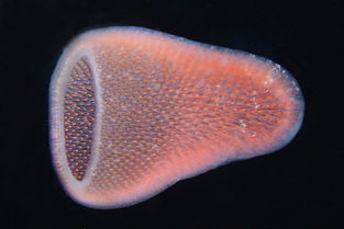 大盘点 那些潜水时可能遇到的奇葩生物