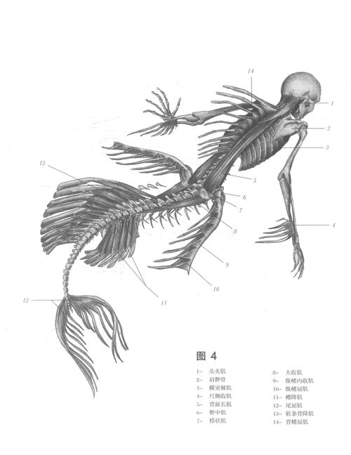 绝迹生物解剖 海塞壬在医药领域的技术开发前景