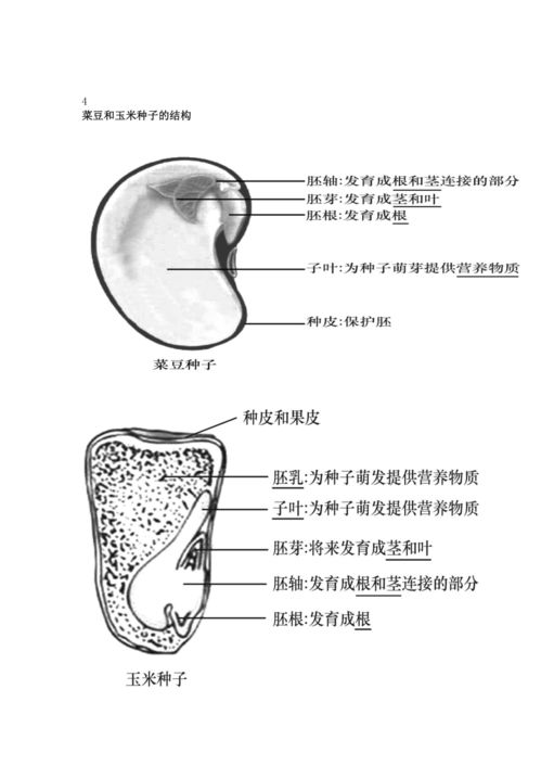 2023年中考生物复习专题 初中生物识图题常用结构示意图