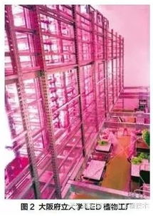 植物照明工厂的发展现状及其战略